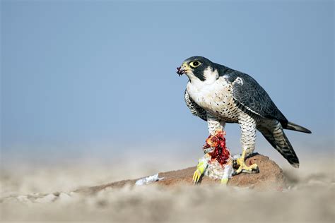 Peregrine Falcon with prey Photograph by Hira Punjabi - Fine Art America