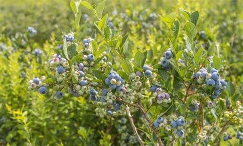 35 The Best Varieties Of Blueberry For Your Garden