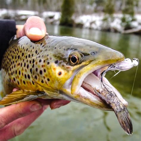 Brown Trout Eating Minnows | Tippy Dam | Fishing for Trout