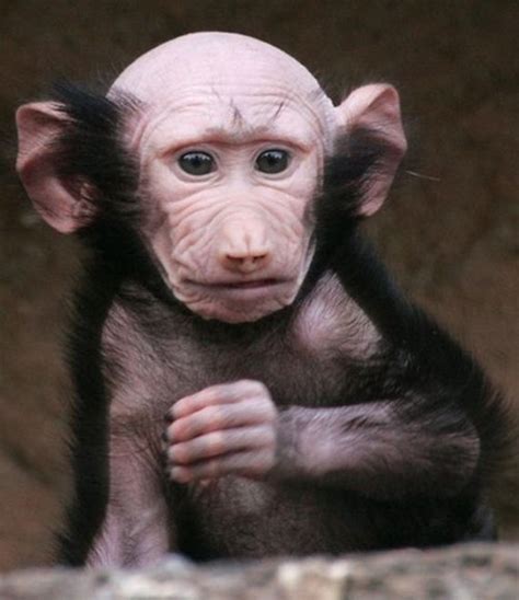 photo-funny-animals | Ugly monkey, Monkeys funny, Funny animals