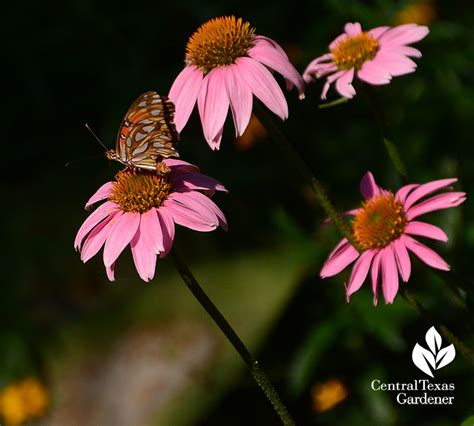 Native Plants | Central Texas Gardener