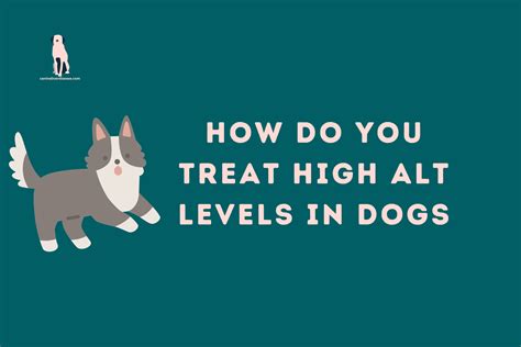 How Do You Treat High Alt Levels In Dogs - Canine Liver Disease Resource Website