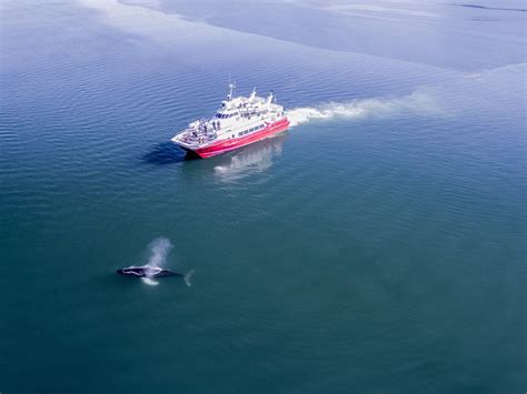 Whale Watching Akureyri Iceland - Akureyri Whale Watching Tour