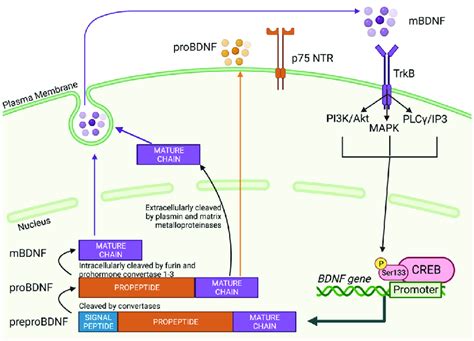 Schematic representation of brain-derived neurotrophic factor (BDNF ...