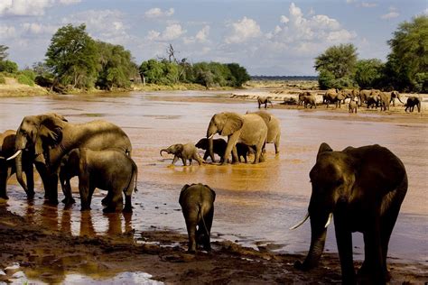 Samburu Elephant Safari | Best Kenya Safari Experiences | Art Of Safari