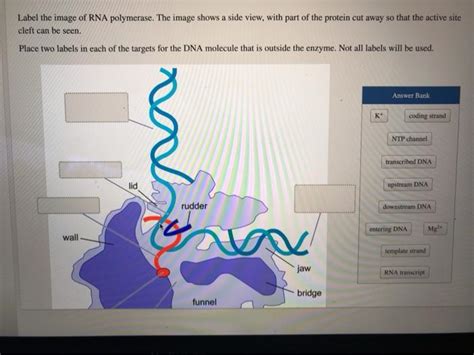 Solved Label the image of RNA polymerase. The image shows a | Chegg.com