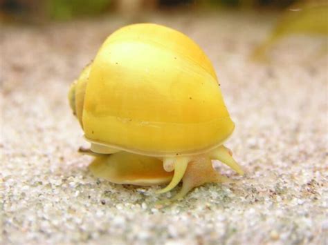 The 13 Best Types Of Aquarium Snails (Freshwater)