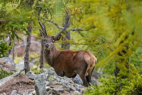 Wildlife In Switzerland: 9 Animals To See in the Swiss Alps ...