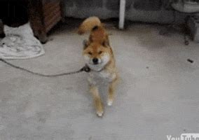 Excited Dog GIF - Find & Share on GIPHY