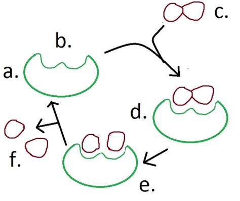 Enzyme Substrate Complex