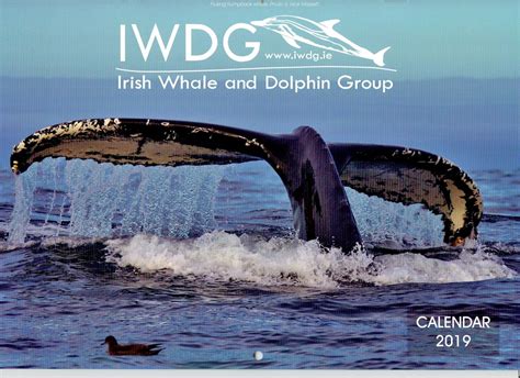 Announcing our beautiful... - Irish Whale and Dolphin Group