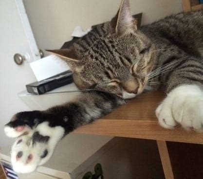 Top 64 Unique Cat Names for Polydactyl Cats - PetPress