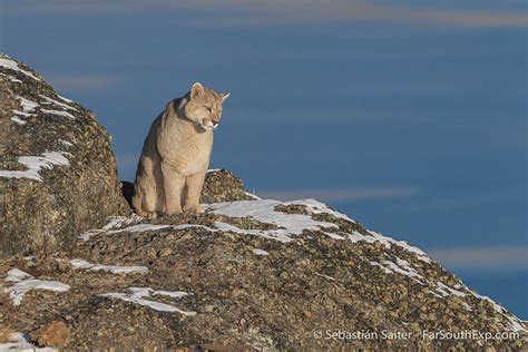 Puma tracking tours | Pumas of Torres del Paine | Far South Exp