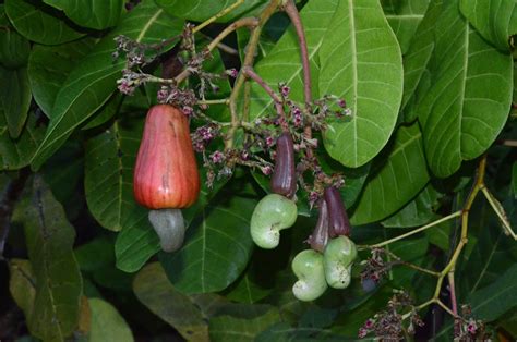 Anacardium occidentale (Anacardiaceae) image 88821 at PhytoImages.siu.edu