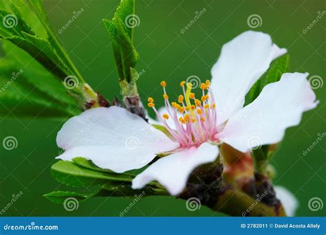 Flower Almond Tree stock image. Image of flowers, garden - 2782011