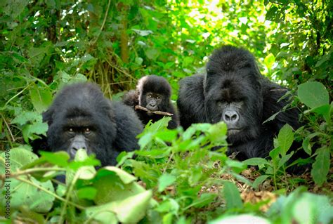 Family of mountain gorillas with a baby gorilla and a silverback posing ...