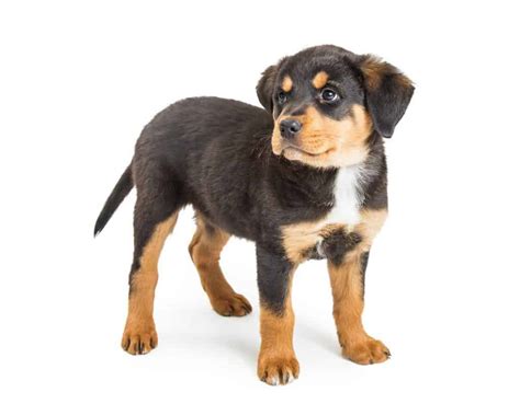 Have You Met A Miniature Rottweiler Yet? | Rottweiler Life