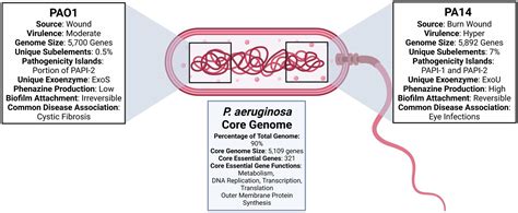 Frontiers | Pseudomonas aeruginosa reference strains PAO1 and PA14: A genomic, phenotypic, and ...