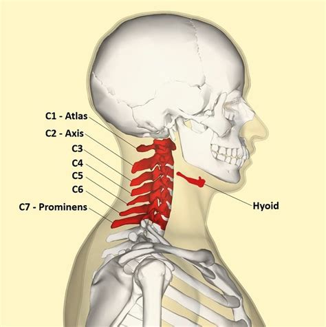 How many bones are in the neck? | Learner trip