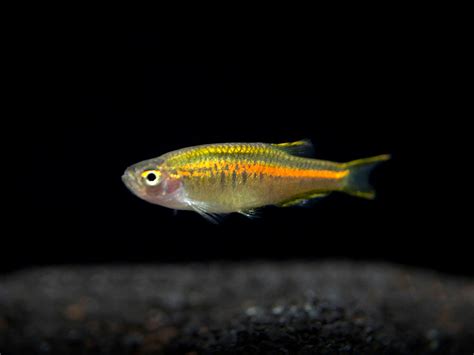 Glowlight Danio (Celestichthys choprae), Tank-Bred! - Aquatic Arts on sale today for $ 17.99