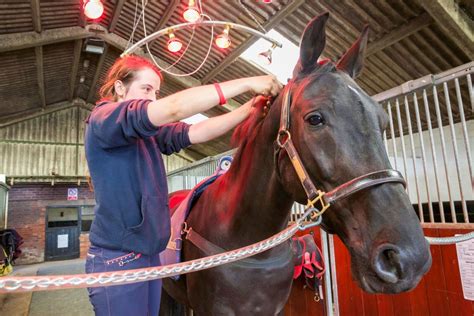 There are many jobs for equine veterinarians outside the realm of private practice or industry ...