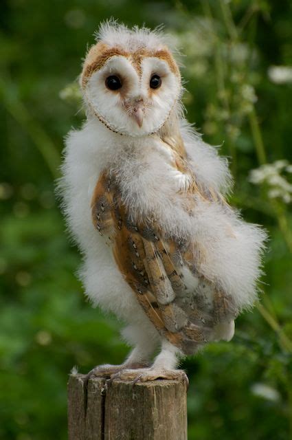 British Wildlife Centre ~ Keeper's Blog: Baby Barn Owls