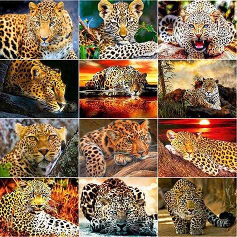 5D DIY Diamond Painting Animals Cross Stitch kits Diamond Embroidery ...