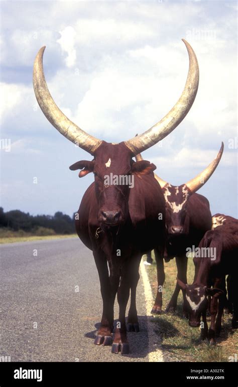 Ankole cattle with spectacular horns on the roadside in Uganda Stock ...