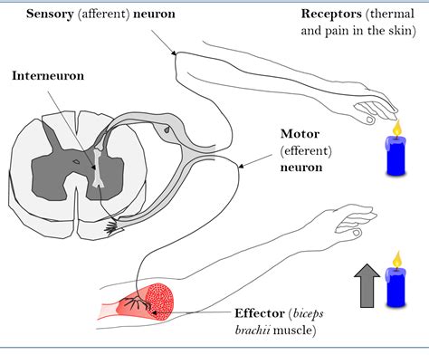 Correctly identify the sensory (afferent) neuron, interneuro | Quizlet