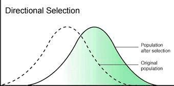 SOLVED: The graph below is of directional selection. Which statement can be supported by the ...