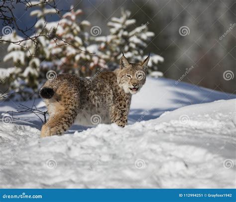 Siberian Lynx Cub stock image. Image of feline, animal - 112994251