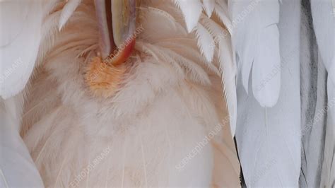 Pelican using uropygial gland whilst preening - Stock Video Clip - K012/3863 - Science Photo Library