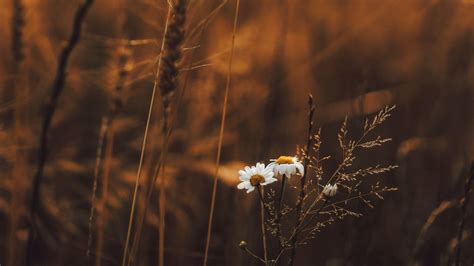 Brown Flowers Wallpapers - Top Free Brown Flowers Backgrounds ...