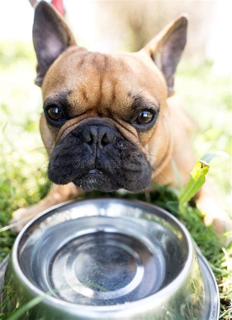 Dog Drinking Water from a Bowl Outdoors Stock Photo - Image of water ...