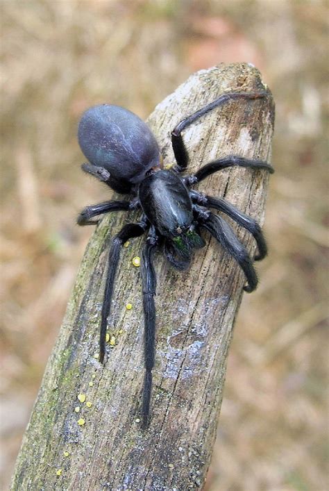 Погребной паук (Segestria florentina) - Picture Insect