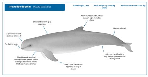 How Many Irrawaddy Dolphins Are Left 2024 - Rena Krista