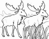 Bull Elk Coloring Pages sketch template