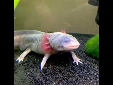 Piebald Axolotl | Axolotl breeds and Morphs - YouTube