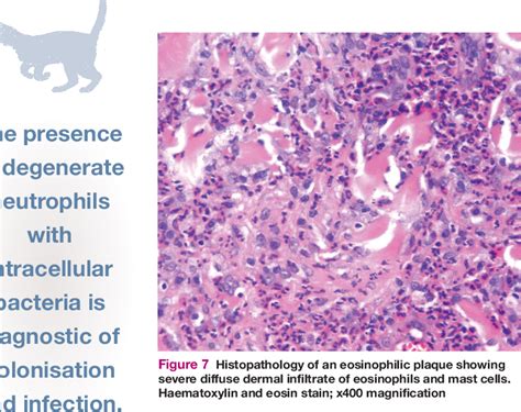 Feline Eosinophilic Granuloma Complex(ITIES) | Semantic Scholar