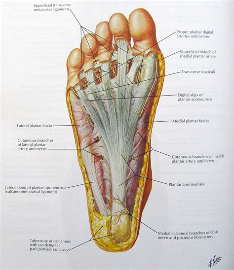 Notes on Anatomy and Physiology: Using Imagery to Relax the Weight