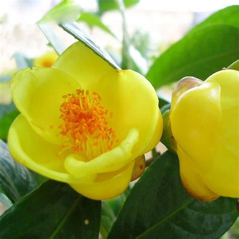 Beautiful Yellow Camellia Seeds Potted Plants Terrace Garden Flower ...