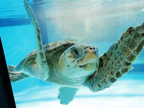 Zucker Family Sea Turtle Recovery™ Now Open at South Carolina Aquarium | PGAV