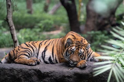 Young Tiger Sitting on a Rock Posing for the Camera with Forest in View ...