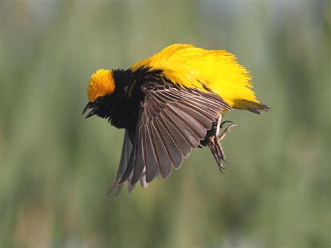 Yellow-crowned bishop display flight | They look like tennis… | Flickr