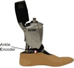 Frontiers | Individual Leg and Joint Work during Sloped Walking for People with a Transtibial ...