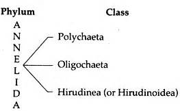 Phylum Annelida: Features and Classification | Worms