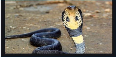 5 most beautiful and dangerous snakes in the world | NewsTrack English 1