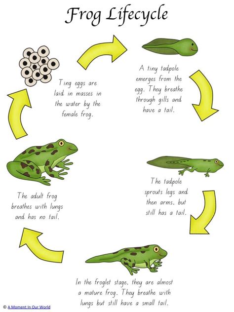 Frog Life Cycle For Kindergarten