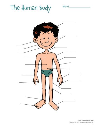 Free Printable Human Body Diagram for Kids - Labeled and Unlabeled