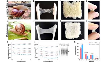 Chinese scientists find wound-healing method from snail mucus - PTV News